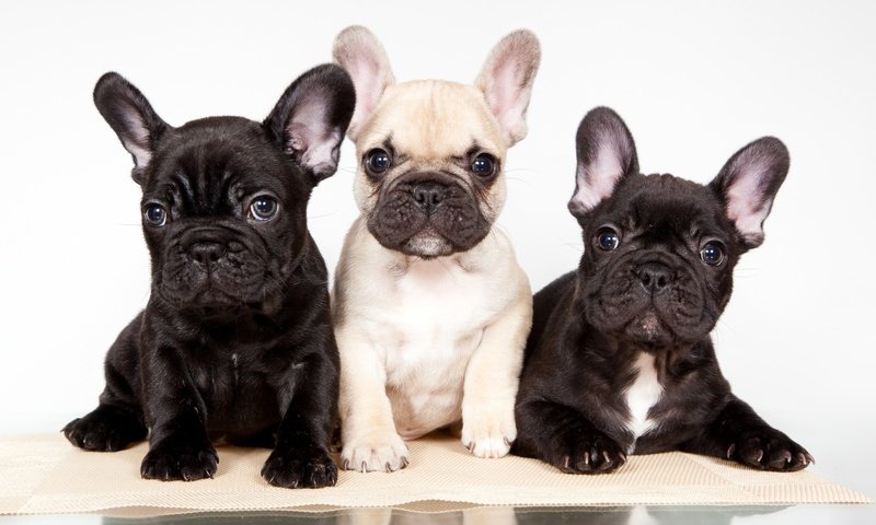 Обои щенки, трио, французский бульдог, puppies, trio, french bulldog разрешение 2400x1475 Загрузить