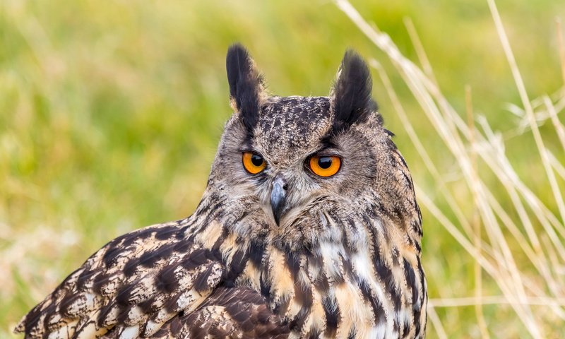 Обои портрет, взгляд, хищник, птица, филин, eurasian eagle owl, bubo bubo, орлиная сова, portrait, look, predator, bird, owl, eagle owl разрешение 2048x1365 Загрузить