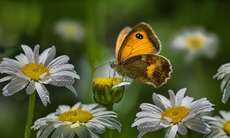 Обои цветы, насекомое, капли, лето, бабочка, крылья, ромашки, flowers, insect, drops, summer, butterfly, wings, chamomile разрешение 2560x1440 Загрузить