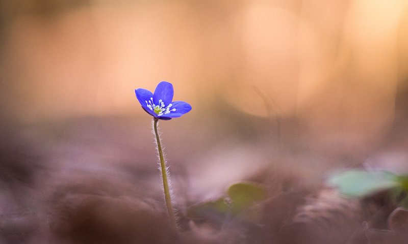 Обои фокус камеры, макро, цветок, лепестки, размытость, синяя, печёночница, anemone hepatica, the focus of the camera, macro, flower, petals, blur, blue, pechenocna разрешение 2048x1367 Загрузить