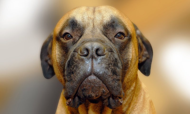 Обои портрет, собака, бульмастиф, portrait, dog, bullmastiff разрешение 2593x1729 Загрузить