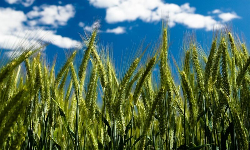 Обои небо, облака, пшеница, колоски, by robin de blanche, clear day, the sky, clouds, wheat, spikelets разрешение 1920x1200 Загрузить