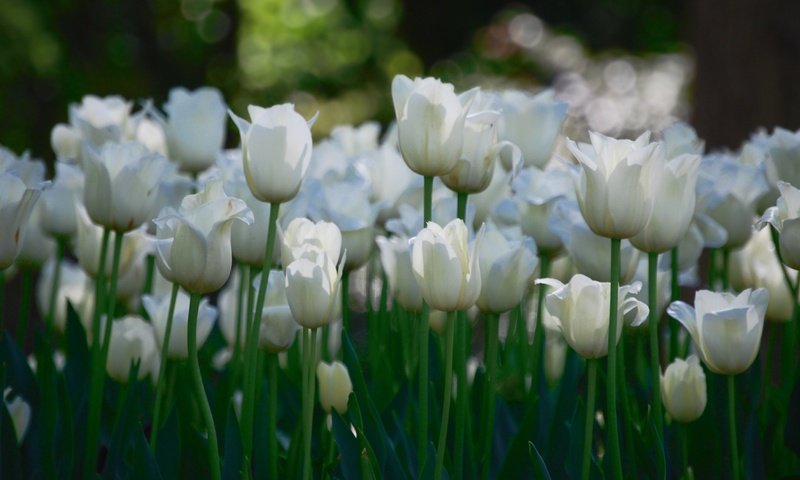 Обои цветы, тюльпаны, белые, много, flowers, tulips, white, a lot разрешение 3840x2127 Загрузить