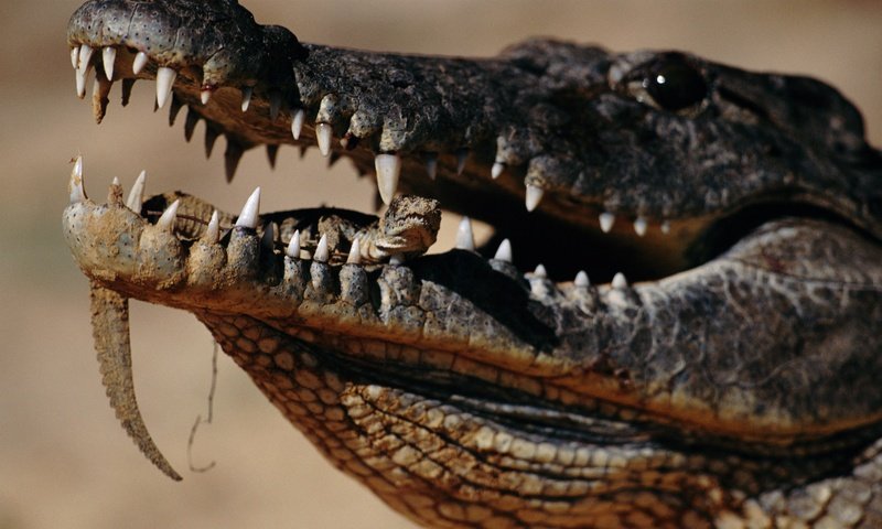 Обои зубы, крокодил, зубки, во рту, пресмыкающееся, teeth, crocodile, mouth, reptile разрешение 5563x3337 Загрузить