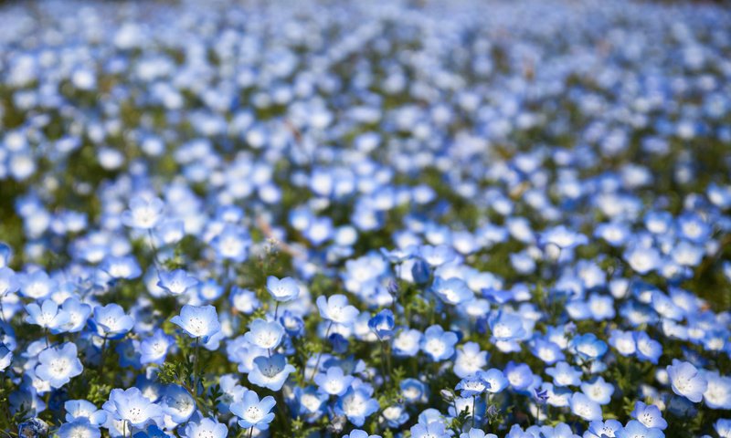 Обои цветы, поле, лепестки, размытость, голубые, боке, немофила, flowers, field, petals, blur, blue, bokeh, nemophila разрешение 2048x1365 Загрузить
