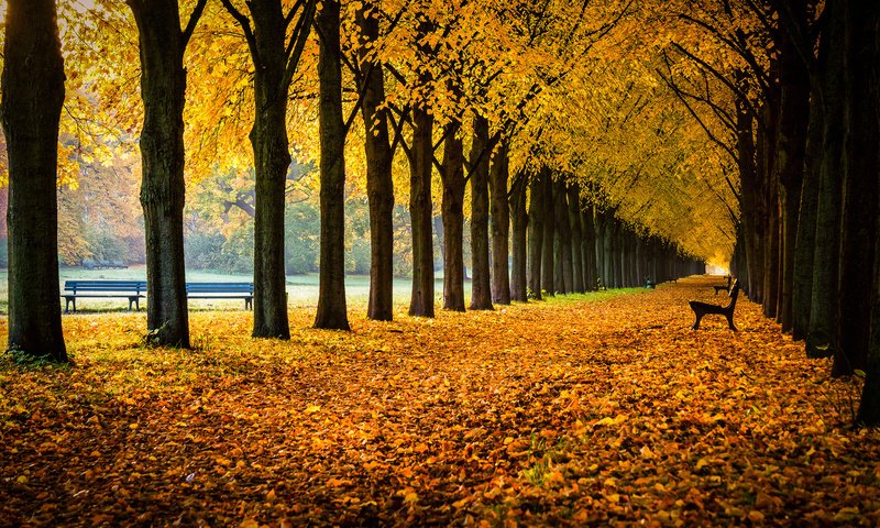 Обои деревья, herrenhausen gardens, георгенгартен, листья, сады херренхаузен, парк, нижняя саксония, осень, скамейки, германия, аллея, ганновер, trees, georgengarten, leaves, the gardens of herrenhausen, park, lower saxony, autumn, benches, germany, alley, hanover разрешение 2048x1365 Загрузить