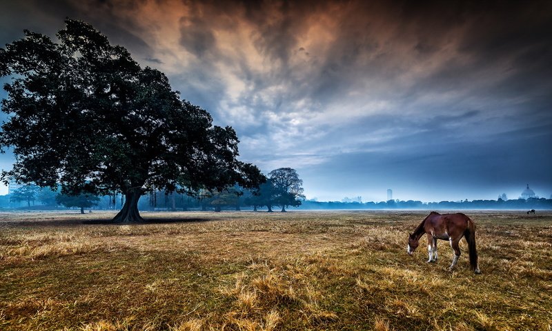 Обои лошадь, дерево, пейзаж, утро, конь, horse, tree, landscape, morning разрешение 2048x1141 Загрузить