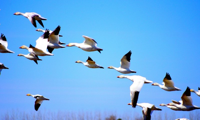 Обои природа, полет, птицы, утки, голубое небо, nature, flight, birds, duck, blue sky разрешение 2880x1913 Загрузить