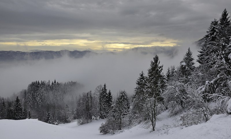 Обои деревья, горы, снег, зима, туман, trees, mountains, snow, winter, fog разрешение 1920x1280 Загрузить