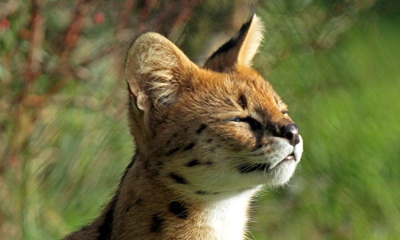 Обои мордочка, котенок, профиль, малыш, сервал, кустарниковая кошка, leptailurus serval, muzzle, kitty, profile, baby, serval, bush cat разрешение 2000x1280 Загрузить