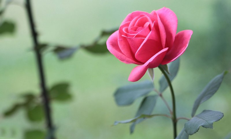 Обои цветы, листья, розы, розовые, flowers, leaves, roses, pink разрешение 1920x1080 Загрузить