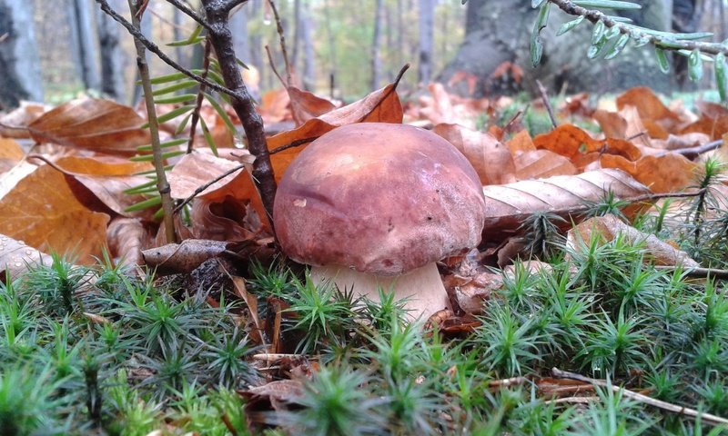 Обои трава, природа, листья, макро, осень, грибы, гриб, grass, nature, leaves, macro, autumn, mushrooms, mushroom разрешение 2560x1880 Загрузить