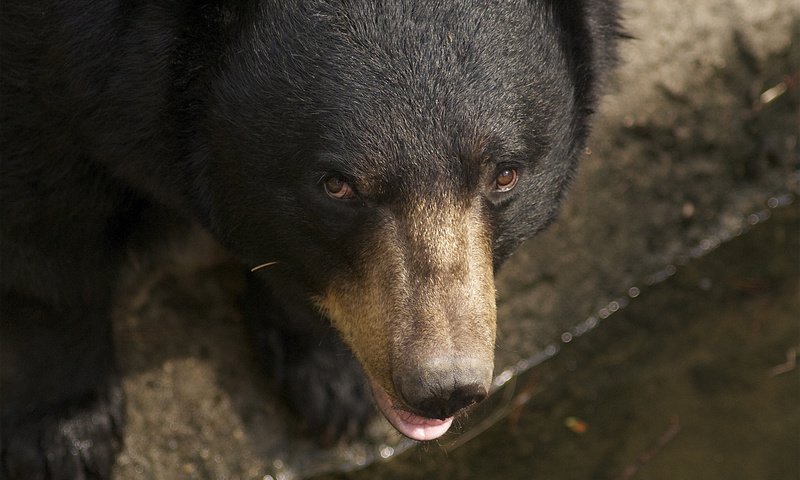 Обои морда, взгляд, медведь, животное, face, look, bear, animal разрешение 2048x1360 Загрузить