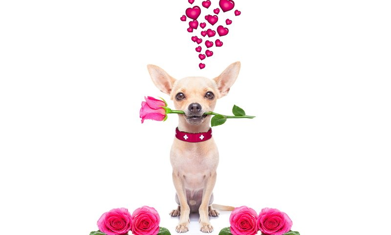 Обои розы, собака, сердце, чихуахуа, roses, dog, heart, chihuahua разрешение 6000x4000 Загрузить