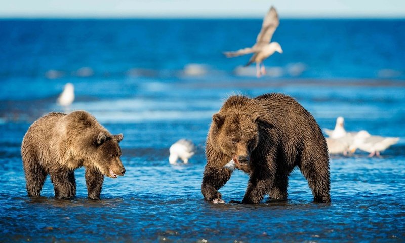 Обои вода, море, животные, медведь, птицы, чайки, рыбалка, медведи, water, sea, animals, bear, birds, seagulls, fishing, bears разрешение 1921x1202 Загрузить