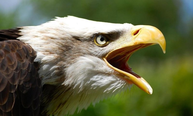 Обои орел, птица, клюв, перья, белоголовый орлан, eagle, bird, beak, feathers, bald eagle разрешение 1920x1080 Загрузить