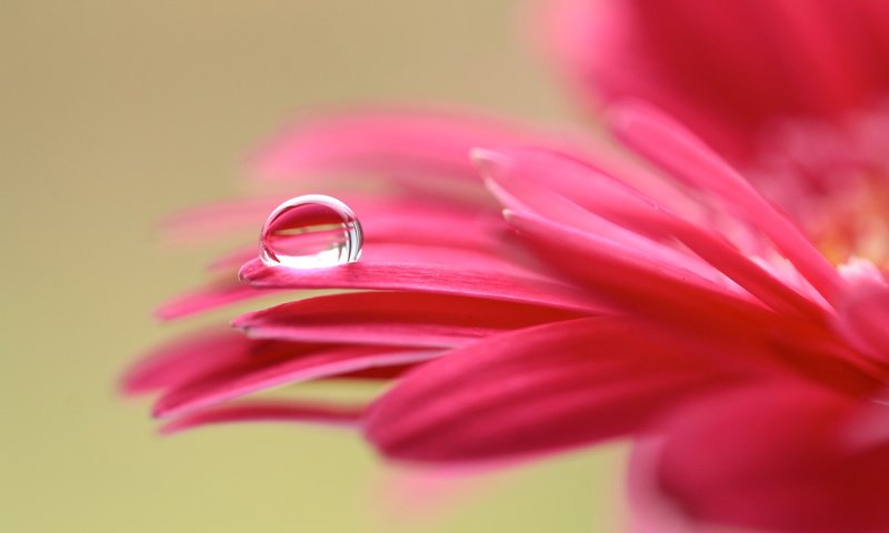 Обои макро, цветок, капля, лепестки, гербера, macro, flower, drop, petals, gerbera разрешение 5468x3287 Загрузить