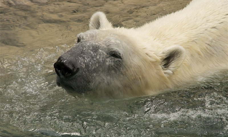 Обои вода, медведь, животное, белый медведь, water, bear, animal, polar bear разрешение 3858x2563 Загрузить