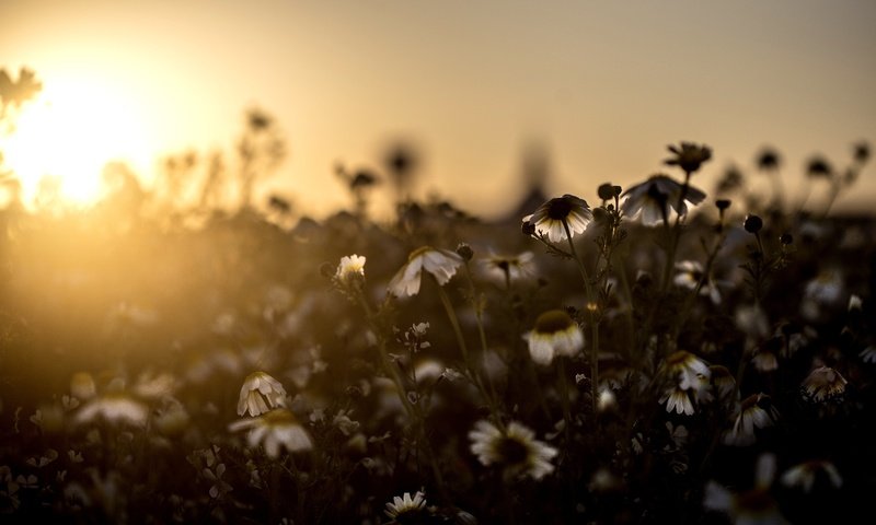 Обои свет, цветы, поле, луг, ромашки, light, flowers, field, meadow, chamomile разрешение 5472x3648 Загрузить