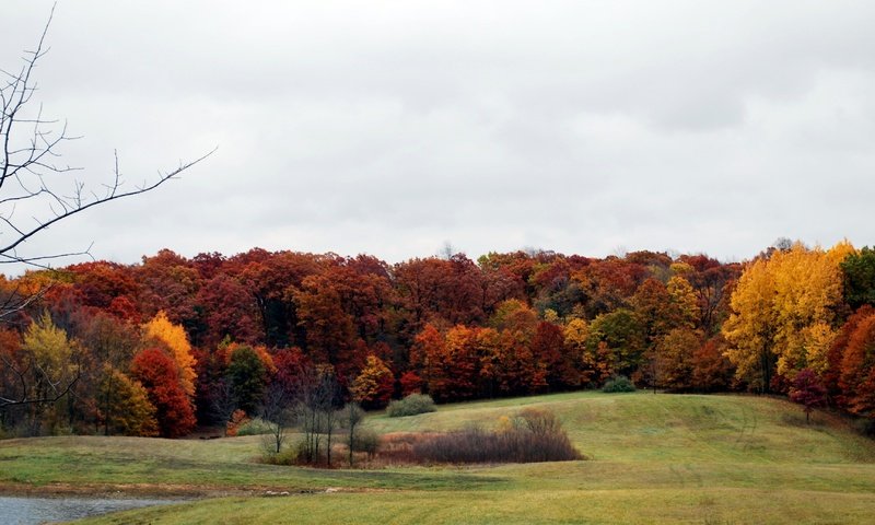 Обои деревья, лес, поле, осень, расцветка, опадают, осен, trees, forest, field, autumn, colors, fall разрешение 3867x2074 Загрузить