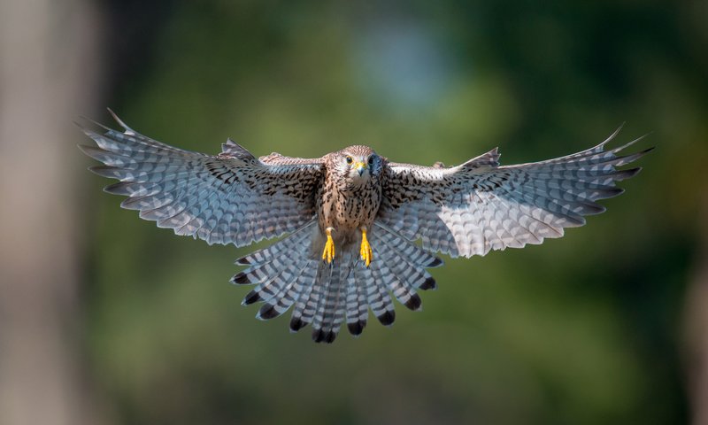 Обои полет, крылья, птица, взмах, пустельга, flight, wings, bird, stroke, kestrel разрешение 2048x1367 Загрузить