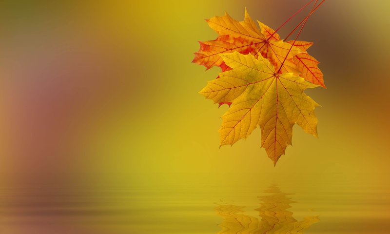 Обои природа, листья, макро, осень, nature, leaves, macro, autumn разрешение 2560x1600 Загрузить