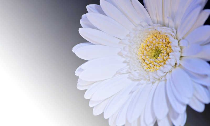 Обои цветок, лепестки, белый, гербера, flower, petals, white, gerbera разрешение 1920x1281 Загрузить