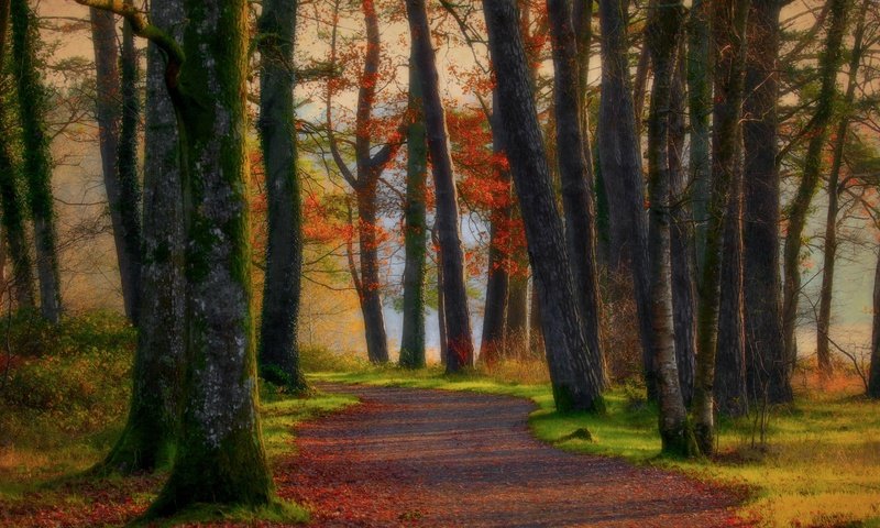 Обои дорога, деревья, лес, осень, road, trees, forest, autumn разрешение 5472x3148 Загрузить