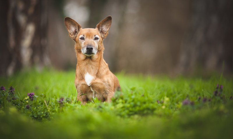 Обои цветы, трава, поле, лето, собака, луг, коричневая, flowers, grass, field, summer, dog, meadow, brown разрешение 2048x1152 Загрузить