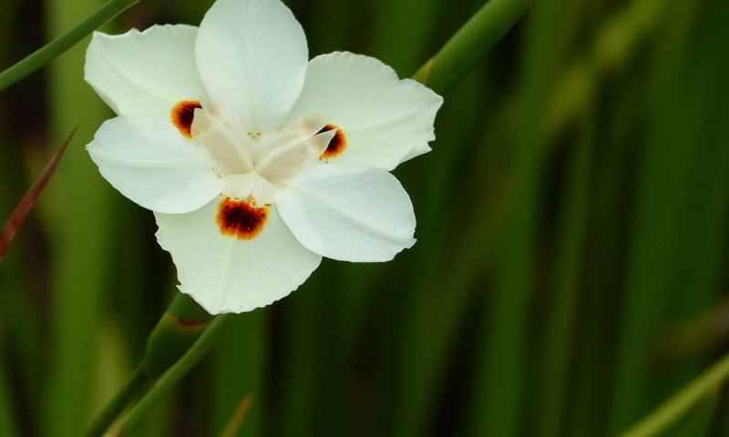 Обои цветок, белый, ирис, цветком, диетес двуцветный, африканский ирис, flower, white, iris, the dichroic dates, african iris разрешение 4000x3000 Загрузить