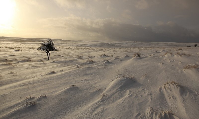 Обои небо, снег, дерево, зима, поле, the sky, snow, tree, winter, field разрешение 2560x1440 Загрузить