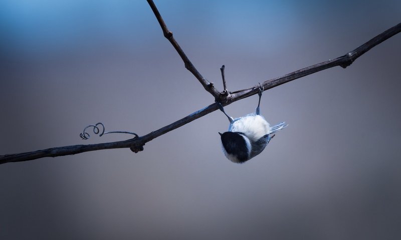 Обои ветка, птица, black-capped chickadee, branch, bird разрешение 2048x1363 Загрузить