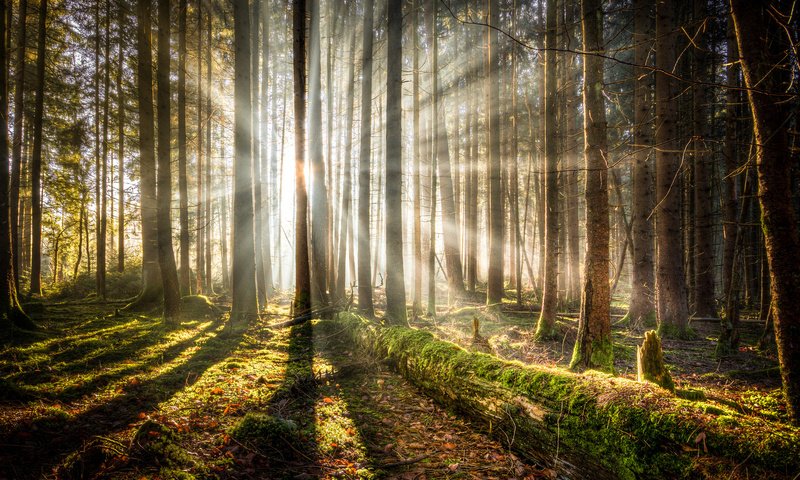 Обои деревья, лес, мох, солнечный свет, trees, forest, moss, sunlight разрешение 2048x1364 Загрузить
