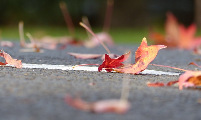 Обои дорога, листья, осень, листик, road, leaves, autumn, leaf разрешение 4000x3000 Загрузить