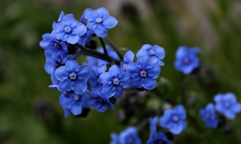 Обои цветы, незабудки, синие, голубая,  цветы, flowers, forget-me-nots, blue разрешение 4928x3276 Загрузить