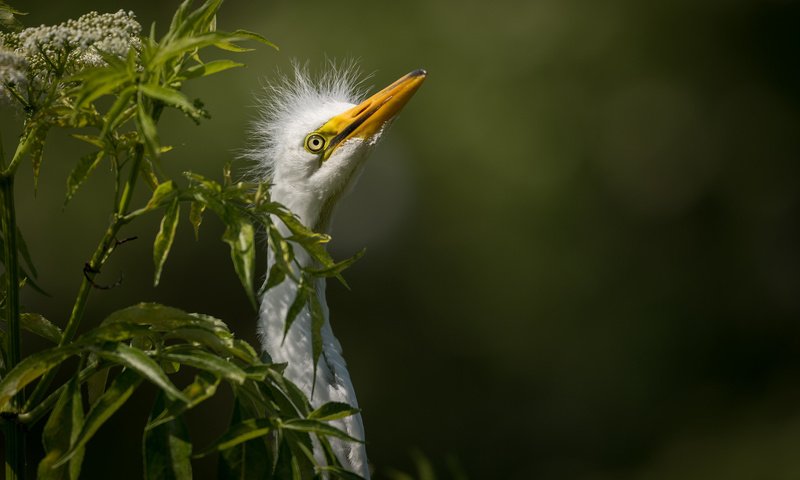 Обои природа, птица, белая, большая, цапля, great egret, nature, bird, white, large, heron разрешение 2048x1363 Загрузить