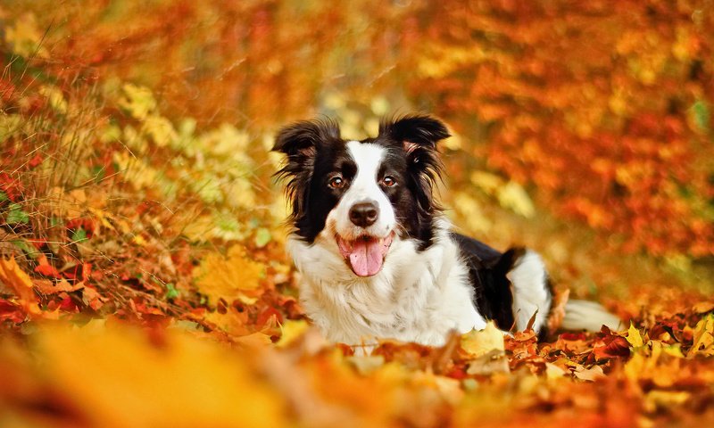 Обои листья, осень, собака, боке, бордер-колли, leaves, autumn, dog, bokeh, the border collie разрешение 2048x1304 Загрузить