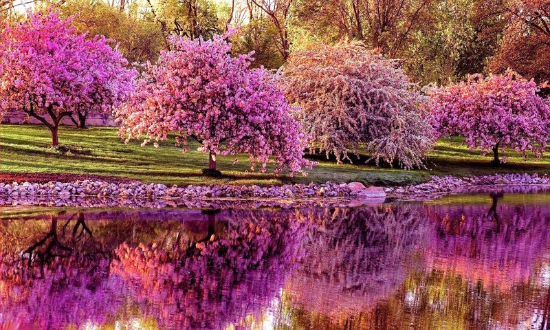 Обои цветение, отражение, парк, весна, пруд, сакура, парки, деревь, flowering, reflection, park, spring, pond, sakura, parks, trees разрешение 1920x1200 Загрузить