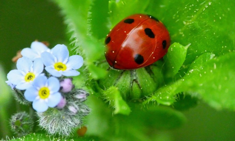 Обои природа, божья коровка, незабудки, nature, ladybug, forget-me-nots разрешение 2048x1536 Загрузить