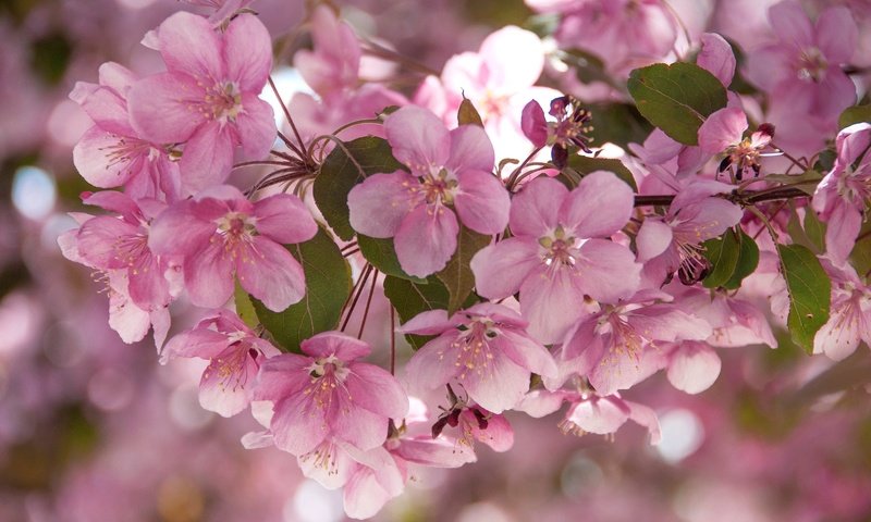 Обои цветы, ветки, розовые, яблоня, flowers, branches, pink, apple разрешение 2048x1360 Загрузить