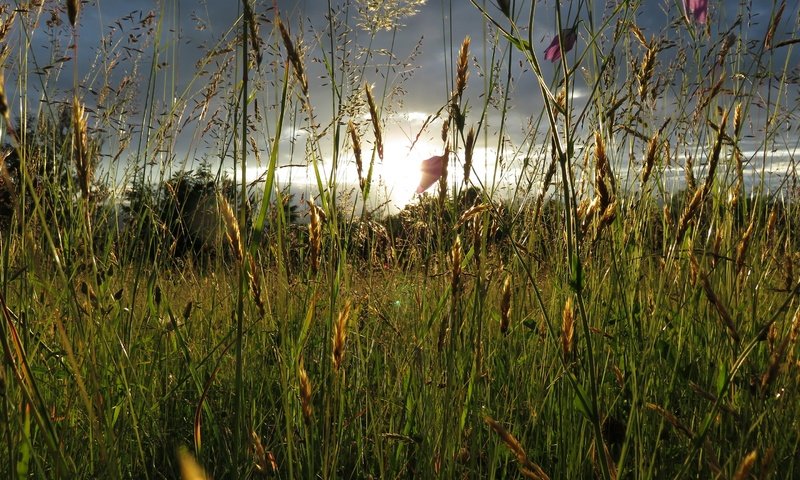 Обои трава, природа, макро, поле, grass, nature, macro, field разрешение 2880x2160 Загрузить