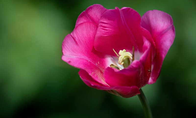 Обои макро, фон, бутон, тюльпан, macro, background, bud, tulip разрешение 3200x2400 Загрузить