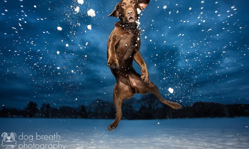 Обои фото, собака, прыгает, лобрадор, photo, dog, jumping, labrador разрешение 2560x1600 Загрузить