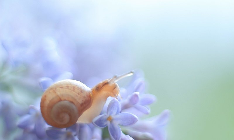 Обои макро, цветок, животное, растение, улитка, macro, flower, animal, plant, snail разрешение 5184x3456 Загрузить