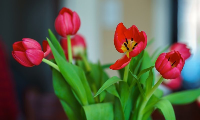 Обои цветы, красные, букет, тюльпаны, flowers, red, bouquet, tulips разрешение 4582x3055 Загрузить