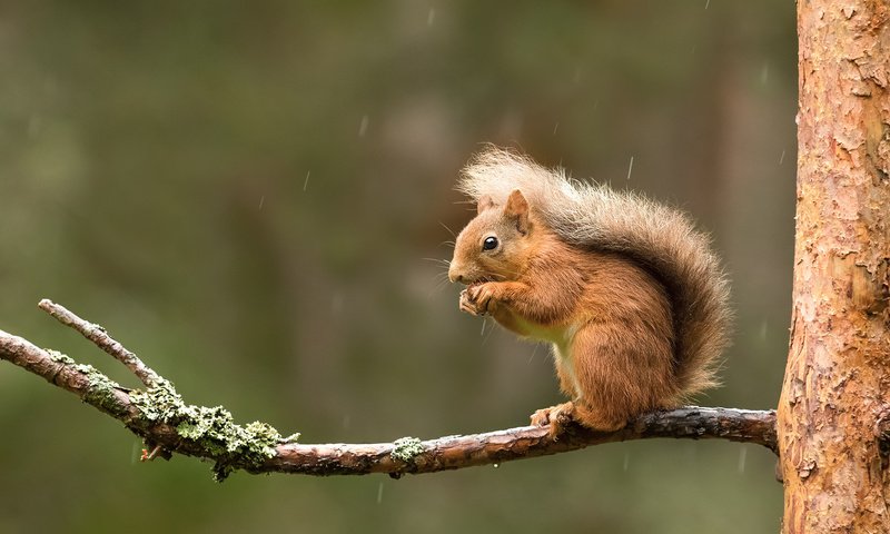 Обои ветка, дождь, белка, хвост, белочка, грызун, branch, rain, protein, tail, squirrel, rodent разрешение 2048x1113 Загрузить