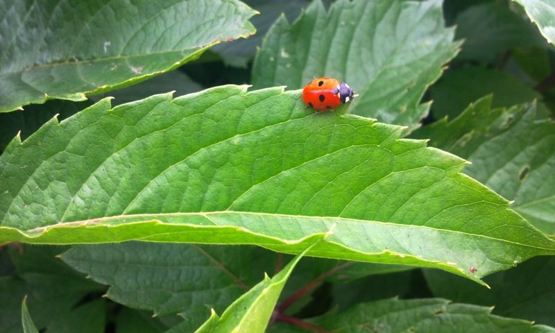 Обои зелень, листья, насекомое, лето, божья коровка, greens, leaves, insect, summer, ladybug разрешение 2592x1944 Загрузить