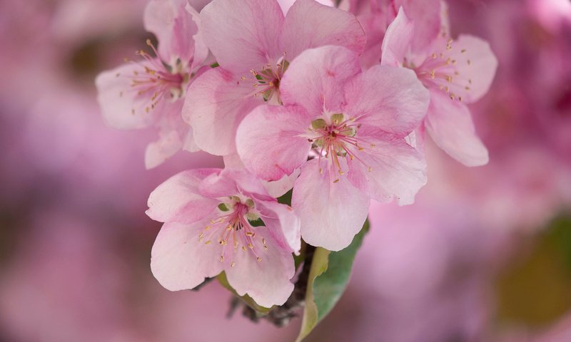 Обои цветы, макро, весна, розовые, яблоня, flowers, macro, spring, pink, apple разрешение 2048x1360 Загрузить