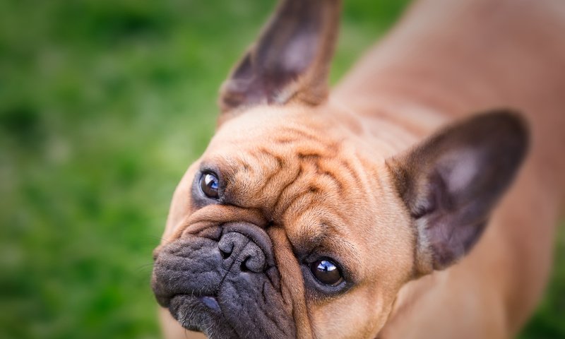 Обои морда, взгляд, собака, бульдог, французский бульдог, face, look, dog, bulldog, french bulldog разрешение 4877x3694 Загрузить