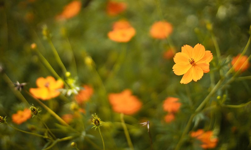 Обои цветы, лепестки, оранжевые, flowers, petals, orange разрешение 3088x2056 Загрузить